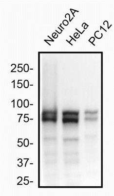 Western Blot: OPA1 Antibody (1284B)BSA Free [NBP2-59770]