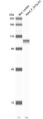 OPA1 Antibody