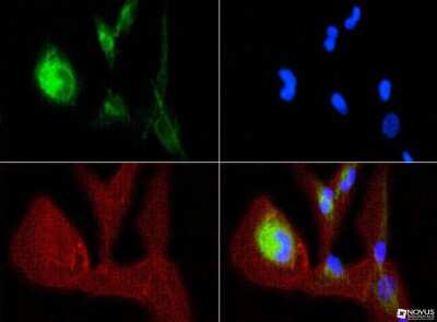 Immunocytochemistry/ Immunofluorescence: OPA1 Antibody (1E8-1D9) - BSA Free [NBP1-71656]