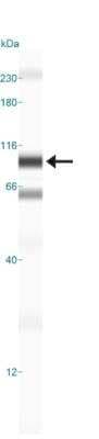 Simple Western: OPA1 Antibody (1E8-1D9)BSA Free [NBP1-71656]
