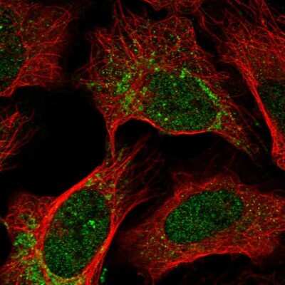 Immunocytochemistry/ Immunofluorescence: OPA1 Antibody [NBP2-34206]