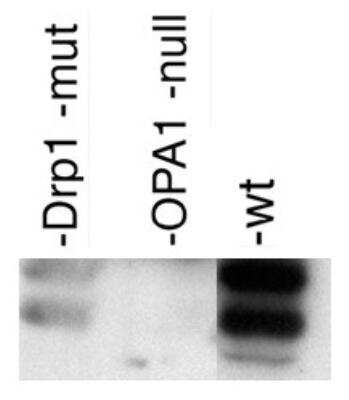 Western Blot: OPA1 AntibodyBSA Free [NB110-55290]