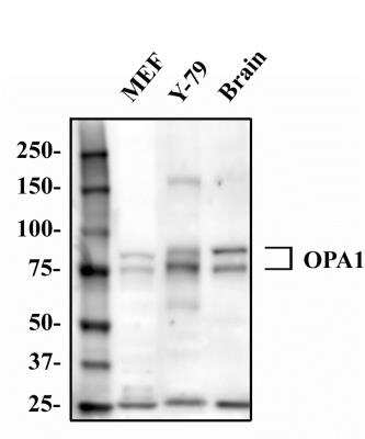 Western Blot: OPA1 AntibodyBSA Free [NB110-55290]
