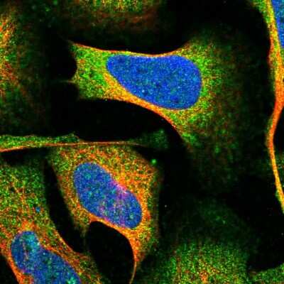 Immunocytochemistry/ Immunofluorescence: OPA3 Antibody [NBP1-92221]