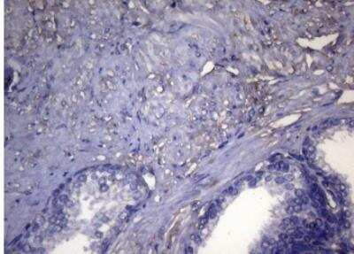 Immunohistochemistry-Paraffin: OPA3 Antibody (OTI3G4) [NBP2-46294]