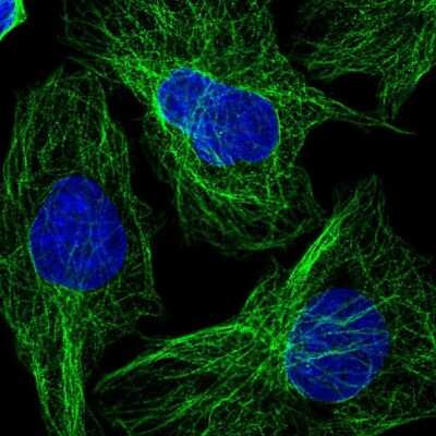 Immunocytochemistry/ Immunofluorescence: OPAL1 Antibody [NBP2-34045]