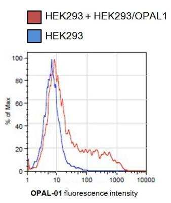 Flow Cytometry: OPAL1 Antibody (OPAL1-01) [NBP2-62210]