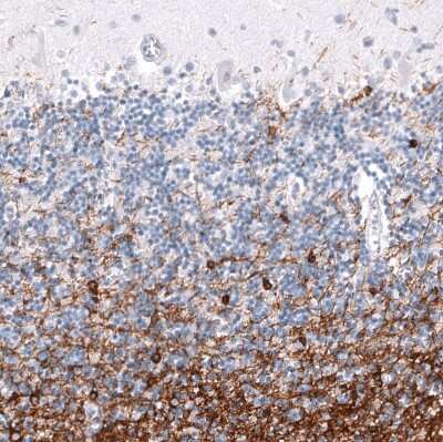 Immunohistochemistry-Paraffin: OPALIN Antibody (CL11144) [NBP3-07995]