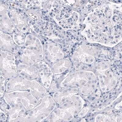 Immunohistochemistry-Paraffin: OPALIN Antibody (CL11144) [NBP3-07995]
