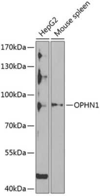Western Blot: OPHN1 AntibodyBSA Free [NBP2-94492]