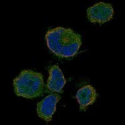 Immunocytochemistry/ Immunofluorescence: OR10P1 Antibody [NBP3-17526]