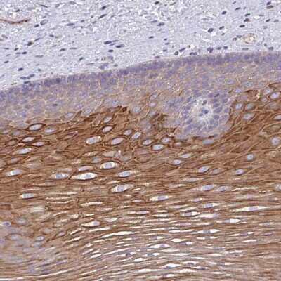 Immunohistochemistry-Paraffin: OR10Z1 Antibody [NBP2-33991]