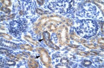 Immunohistochemistry-Paraffin: OR13C9 Antibody [NBP1-79986]