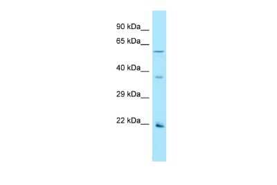 Western Blot: OR2AG1 Antibody [NBP3-09526]