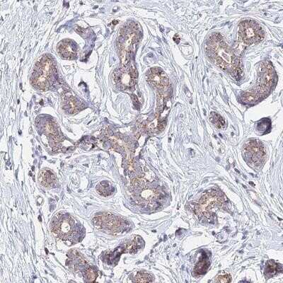 Immunohistochemistry-Paraffin: OR2W3 Antibody [NBP1-92227]