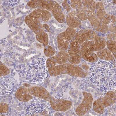 Immunohistochemistry-Paraffin: OR5T1 Antibody [NBP2-13708]