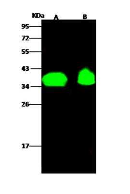 Western Blot: OR6K2 Antibody [NBP3-06141]