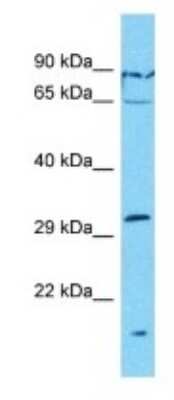 Western Blot: OR7G1 Antibody [NBP3-09813]