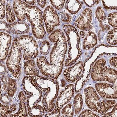 Immunohistochemistry-Paraffin: OR8S1 Antibody [NBP1-92232]