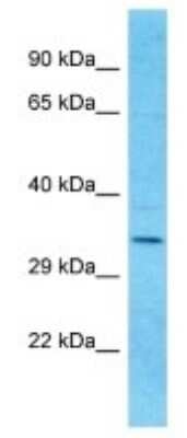 Western Blot: OR9I1 Antibody [NBP3-09838]