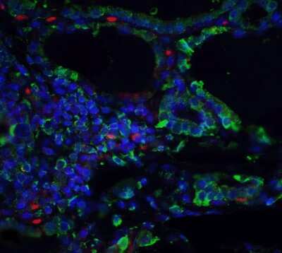 Immunocytochemistry/ Immunofluorescence: ORAI3 Antibody (2H2G9) - BSA Free [NBP2-41326]