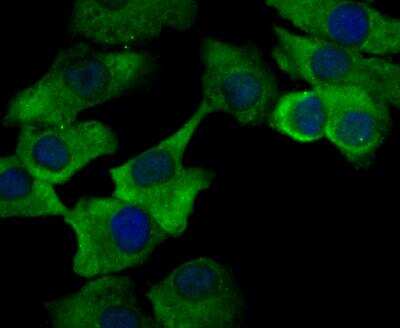 Immunocytochemistry/ Immunofluorescence: ORAI3 Antibody [NBP2-76956]