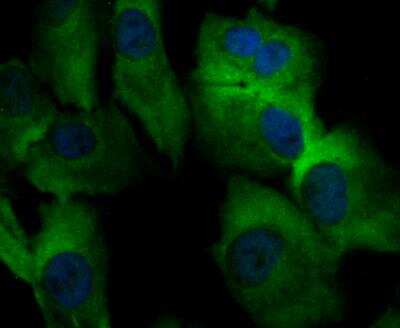Immunocytochemistry/ Immunofluorescence: ORAI3 Antibody [NBP2-76956]