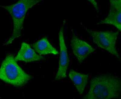 Immunocytochemistry/ Immunofluorescence: ORAI3 Antibody [NBP2-76956]