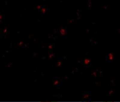 Immunocytochemistry/ Immunofluorescence: ORAI3 Antibody - BSA Free [NBP2-82014]