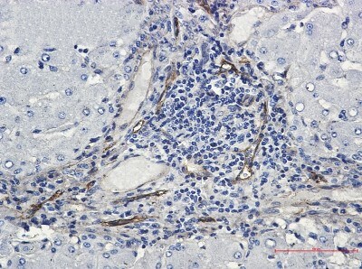 Immunohistochemistry-Paraffin: ORAI3 Antibody (S06-8B3) [NBP3-19901]