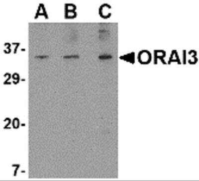 Western Blot: ORAI3 AntibodyBSA Free [NBP2-82013]