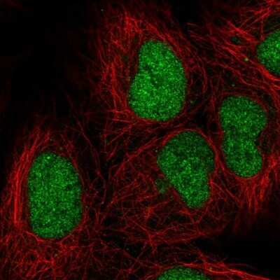 Immunocytochemistry/ Immunofluorescence: ORC3L Antibody [NBP2-55490]