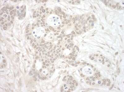 Immunohistochemistry: ORC3L Antibody [NBP1-46177]
