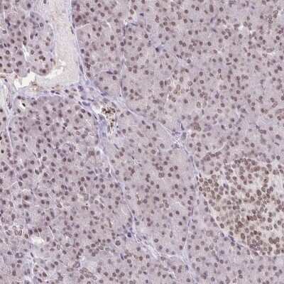 Immunohistochemistry-Paraffin: ORC3L Antibody [NBP2-49097]