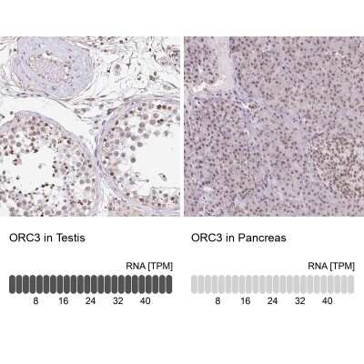 Immunohistochemistry-Paraffin: ORC3L Antibody [NBP2-49097]
