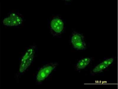 Immunocytochemistry/ Immunofluorescence: ORC4L Antibody (2A8) [H00005000-M05]