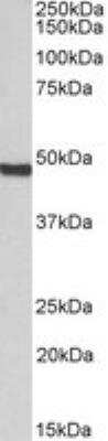Western Blot: ORC4L Antibody [NB100-798]