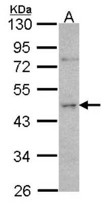 Western Blot: ORC4L Antibody [NBP1-31132]