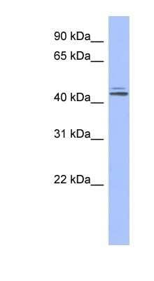 Western Blot: ORC4L Antibody [NBP1-58167]