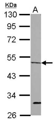 Western Blot: ORC4L Antibody [NBP2-19633]