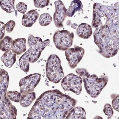 Immunohistochemistry-Paraffin: ORC5L Antibody [NBP1-82476]