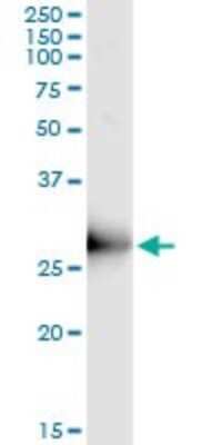 Immunoprecipitation: ORC6L Antibody (3C4) [H00023594-M04]
