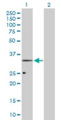 Western Blot: ORL1/OPRL1 Antibody [H00004987-D01P]