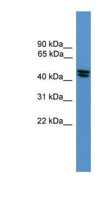 Western Blot: ORL1/OPRL1 Antibody [NBP1-69143]