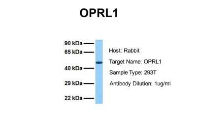 Western Blot: ORL1/OPRL1 Antibody [NBP1-69143]