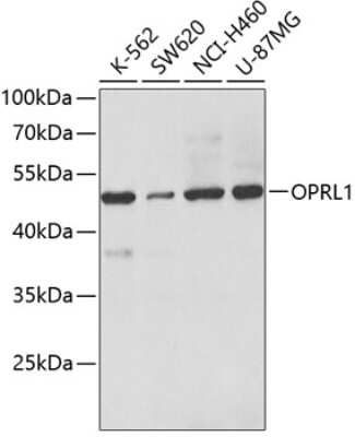 Western Blot: ORL1/OPRL1 AntibodyBSA Free [NBP2-93327]