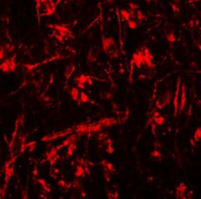 Immunocytochemistry/ Immunofluorescence: ORMDL1 Antibody - BSA Free [NBP1-76577]