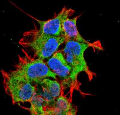 Immunocytochemistry/ Immunofluorescence: ORP150/HSP12A Antibody (6E3-2C3) [NBP2-59345]