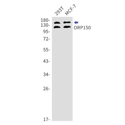 Western Blot: ORP150/HSP12A Antibody (S04-4K7) [NBP3-19728]