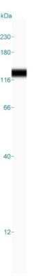 Simple Western: ORP150/HSP12A Antibody [NBP2-14113]